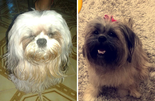 Brumado: Animais de estimação estão desaparecidos