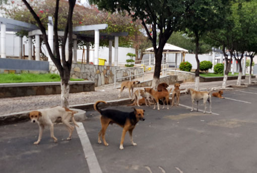 Câmara aprova regras de controle populacional de cães e gatos 