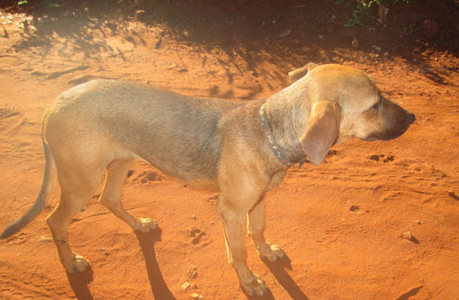 Após ser envenenada e levar tiro no bairro Santa Tereza, cadela sobrevive e precisa ser adotada