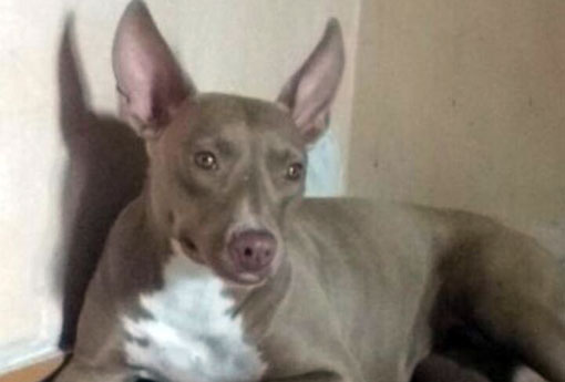 Brumado: cadela da raça Pitbull está desaparecida