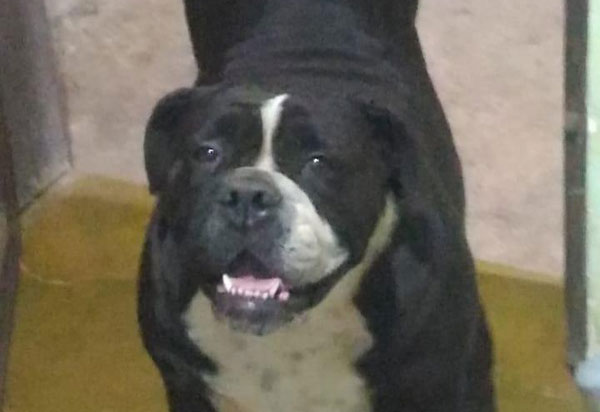 Brumado: cadela da raça Bulldog inglesa está desaparecida 