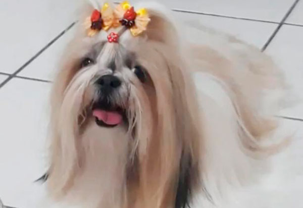 Brumado: Cadela desaparecida neste domingo (11)