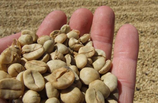 Seagri debate caminhos sustentáveis para a cafeicultura em Barra da Estiva