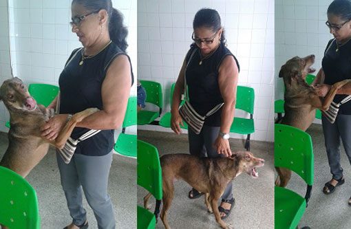 Cachorro que esperava pelo dono que morreu no Hospital de Livramento é adotado