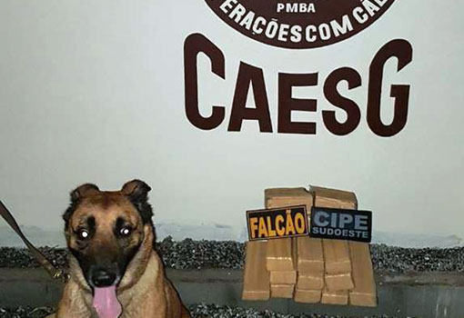 Vitória da Conquista: com auxílio do Grupamento de Operações com Cães, drogas são apreendidas em sítio
