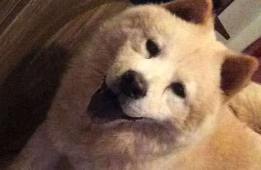 Brumado: cachorro da raça Chow Chow está desaparecido