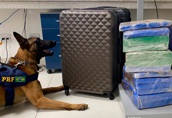Brumado: Cão farejador da PRF encontra maconha em ônibus na BR 116