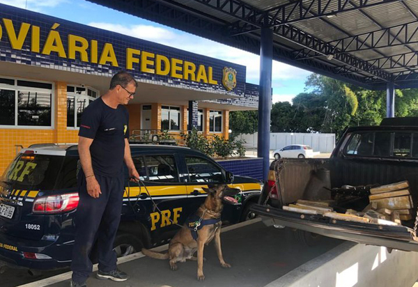 Com auxílio de cão farejador, PRF apreende quase 65 Kg de maconha em Vitória da Conquista