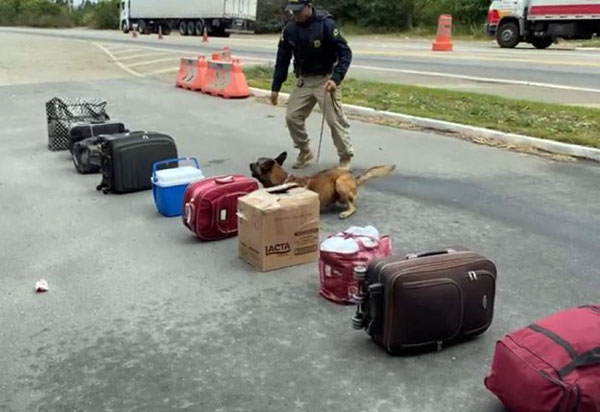 Cão farejador da PRF encontra maconha escondida em bagagem de mulher que viajava num ônibus interestadual
