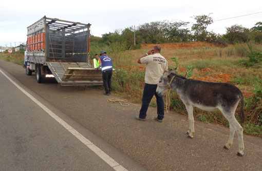 PRE realiza operação para retirada de animais das principais rodovias da região