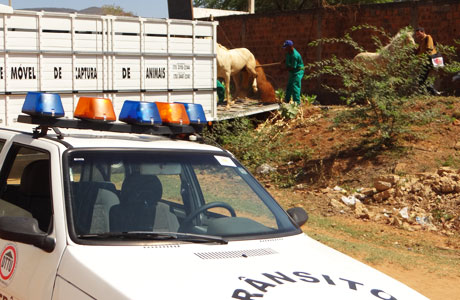 Brumado: Animais soltos nas ruas estão sendo recolhidos