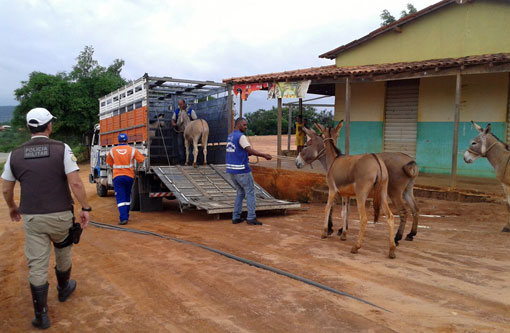PRE realizou operação para captura de animais na região Sudoeste