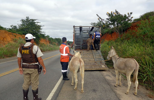 PRE realizou operação para captura de animais soltos nas margens de rodovias da região sudoeste 