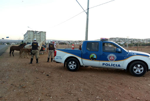 Brumado: Polícia Rodoviária Estadual capturou animais soltos na BR-030 e BA-148