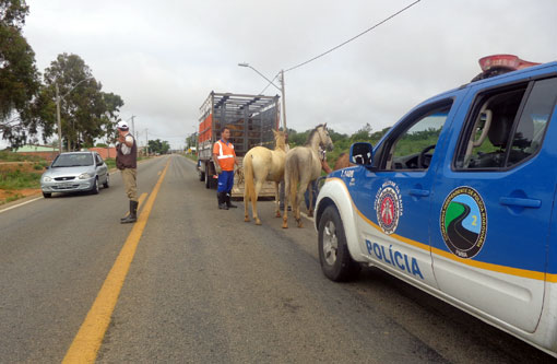 BA: PRE realizou a Operação 'Captura de Animais' nas principais rodovias da região Sudoeste