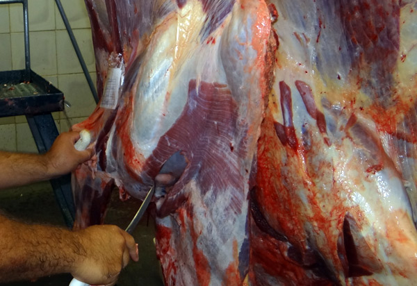 Animal infectado com tuberculose bovina foi identificado pela Adab em Brumado 