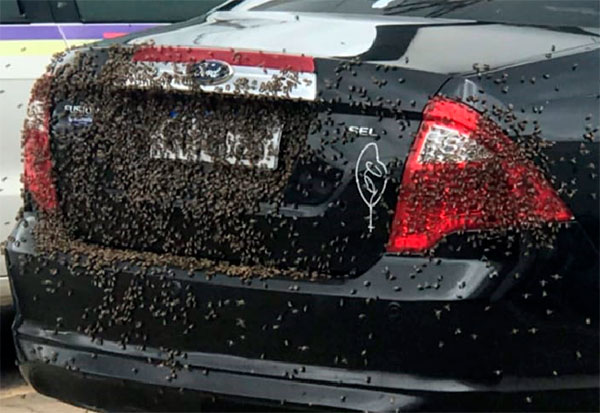 Brumado: Exame de abelhas ataca carro em estacionamento