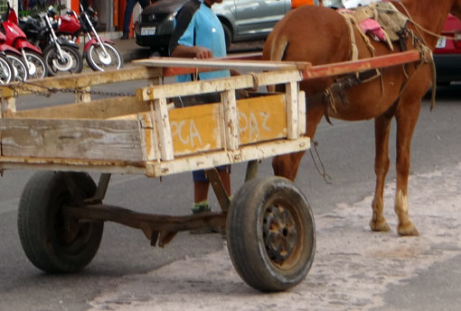 Cavalos vão usar 'fraldão' para evitar fezes em vias públicas de Vitória da Conquista