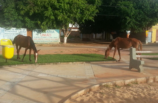 Brumado: Animais voltam a ser flagrados soltos nas vias