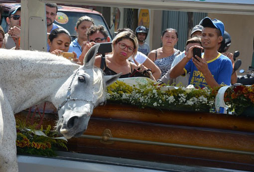 Cavalo reage de forma comovente a morte do dono na Paraíba