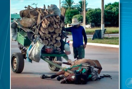 Cavalo não suporta peso de carga e desmaia em uma rua de Luís Eduardo Magalhães