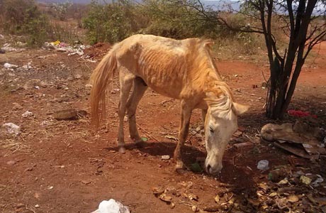 Livramento: Denúncia de maus-tratos contra um cavalo