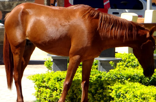 Brumado: Cavalos são roubados na zona rural