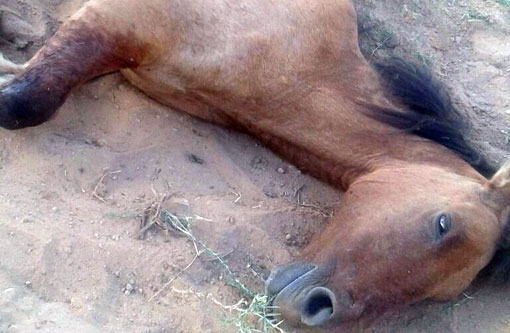 Brumado: Internauta pede ajuda para cavalo vítima de maus tratos