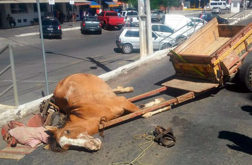 Vitória da Conquista: Cavalo morre com suspeita de maus-tratos