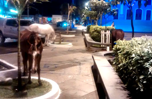 Brumado: Animais circulam livremente na Praça da Matriz