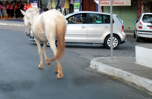 Brumado: Cavalos 'passeiam' pelo centro; podendo causar acidentes