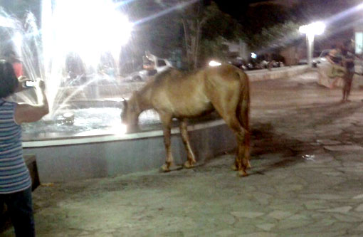 Cavalinho passeia na Praça da Prefeitura em pela noite de domingo