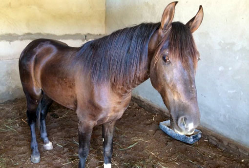 Brumado: cavalo da raça Mangalarga Machador foi furtado