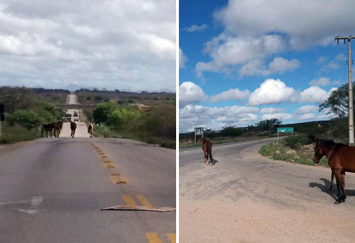 Brumado: animais soltos nas BA-148 e BA-156 colocam em risco condutores