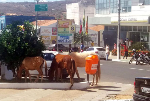 Brumado: animais continuam comendo gramas dos jardins das praças e população cobra soluções