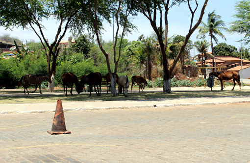 Brumado: Cavalos destroem grama da Praça da Urbis I