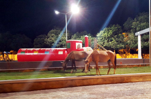 Brumado: População cobra da prefeitura ações para conter animais soltos pelas ruas