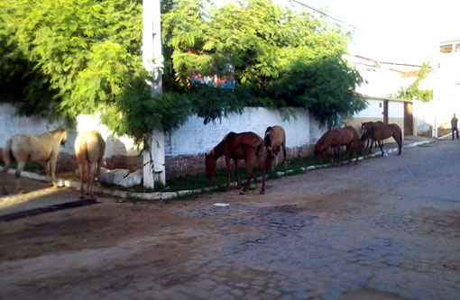 Brumado: Animais voltam a ser flagrados soltos nas vias