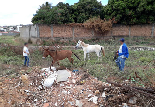 Animais apreendidos pela SMTT estão sendo libertados irregularmente