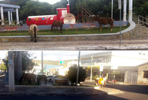 SMTT inicia recolhimento de animais soltos nas vias de Brumado