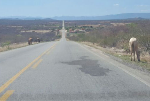 BA-148: animais soltos na rodovia podem, além de causar acidentes