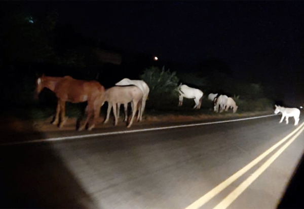 Brumado: animais são flagrados transitando na BA-148, trecho próximo ao parque de Exposições Gilson Brito