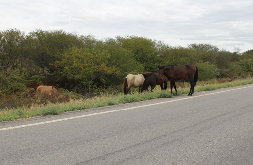 Perigo: Animais soltos são flagrados na BA-148