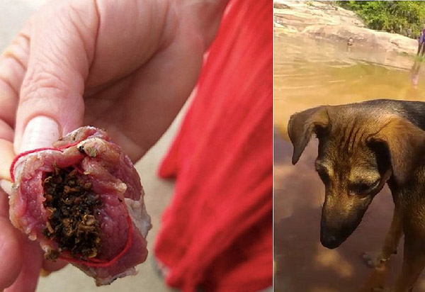 Rio de Contas: 10 cães e gatos são mortos por envenenamento 