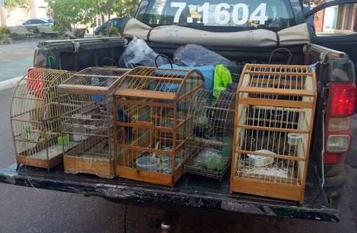 Ibicoara: Polícia apreende revólver e pássaros silvestres