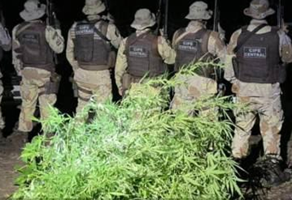 CIPE Central: Mais de 500 pés de maconha foram erradicadas por policiais militares