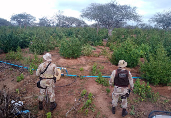Cipe Chapada erradica cerca de 140.000 pés de maconha na zona rural de Andaraí