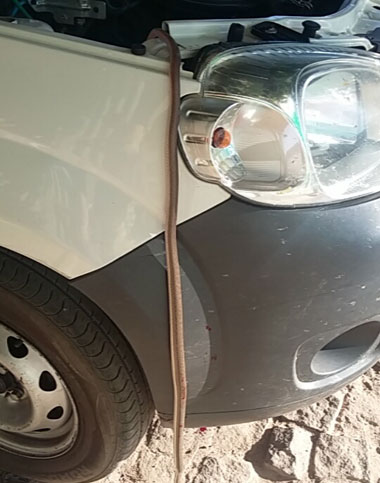 Brumado: cobra é encontrada dentro de veículo no Bairro Santa Tereza