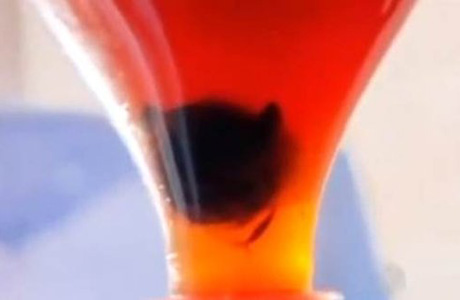 Coca-Cola nega presença de cabeça de rato em refrigerante