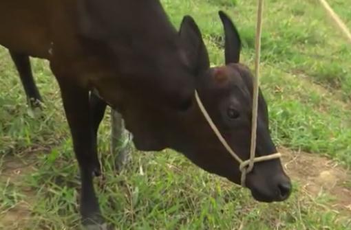 Animal com corpo de bovino e cabeça de equino chama atenção na Bahia